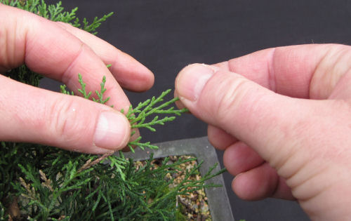 pruning juniper bonsai